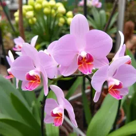 Prefeitura de Barueri