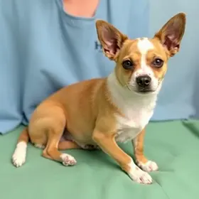 agendamento para castração gratuita de pets em Barueri