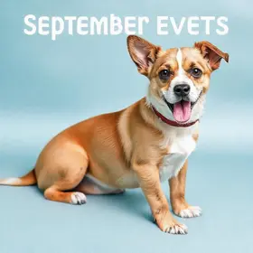 adoção de pets em Barueri